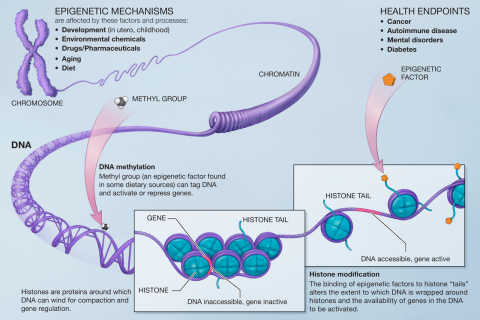 Epigenetic, hope for the health