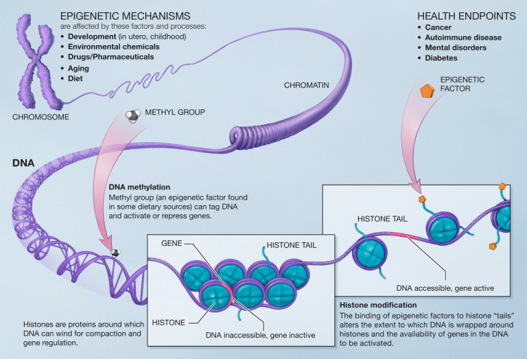 Epigenetic, hope for the health