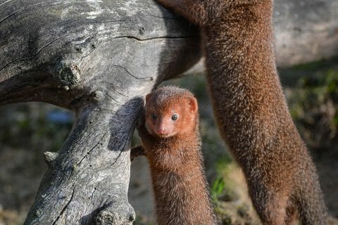 MONGOOSE IN HAWAII