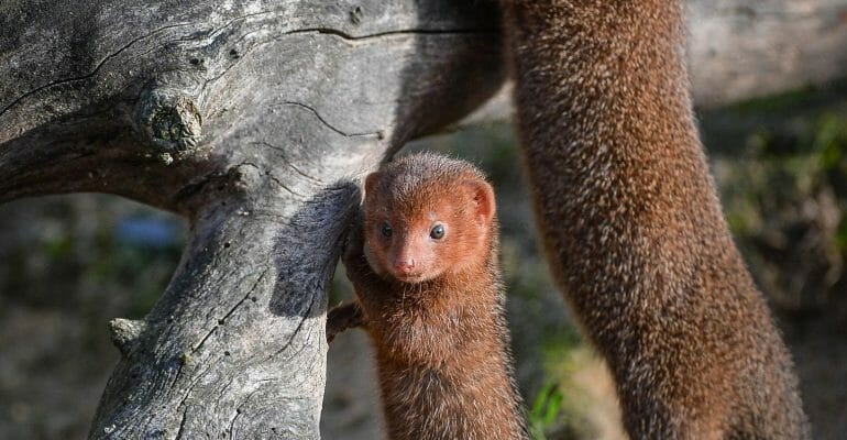 MONGOOSE IN HAWAII