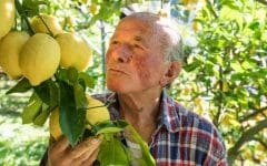 THE FLYING LEMON FARMERS