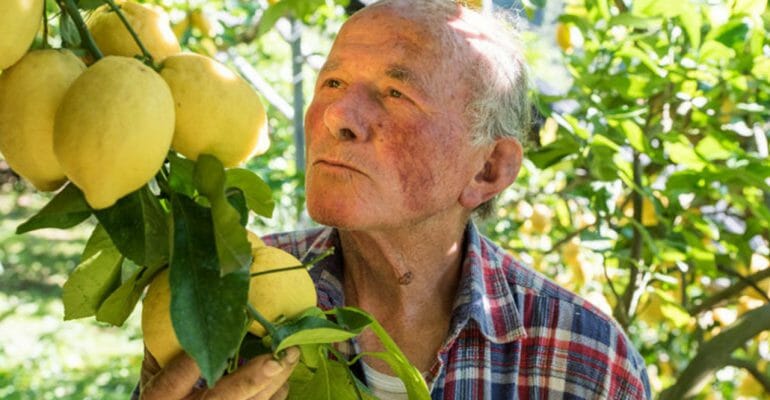 THE FLYING LEMON FARMERS