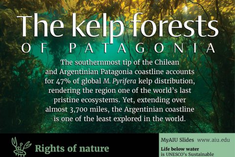 aiu-slides:-the-kelp-forest-of-patagonia