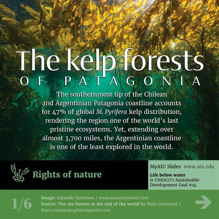 aiu-slides:-the-kelp-forest-of-patagonia