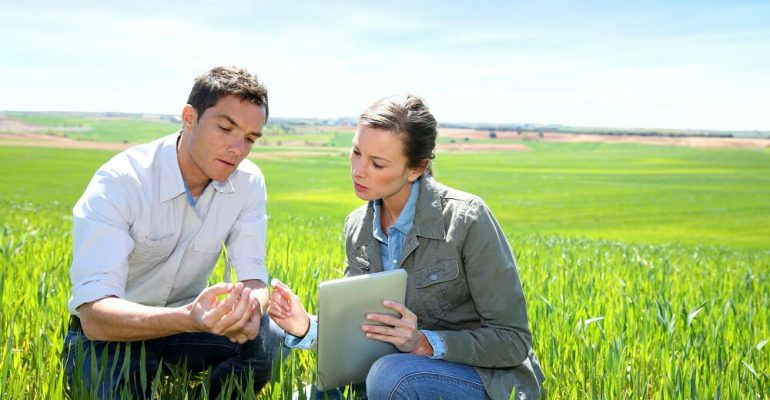 Agronomist looking at wheat quality with farmer