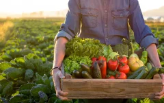 Veggies-GettyImages-870915532_vp1