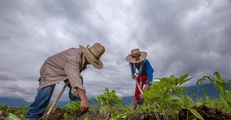 Campo-mexicano-economía-agricultura-campesinos-sembrar-siembra-paisaje-con-nuubes-lluvia-FOTO-SADER-200730-AGRICULTURA-INIFAP-FRIJOL-8-1160x700